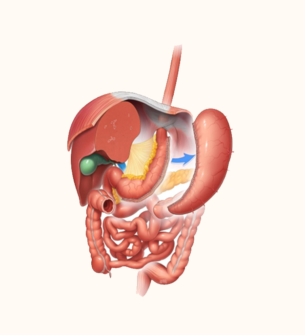 Img Laparoscopicsleevegastrectomy
